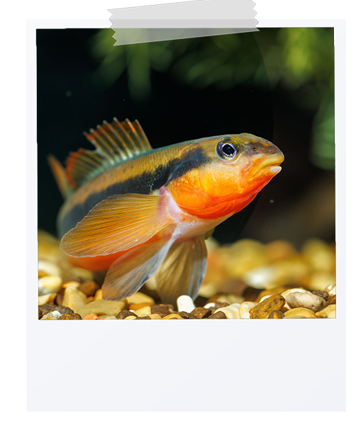 picture of a tangerine darter